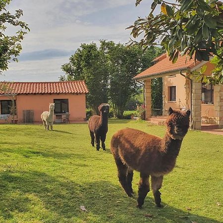 Hotel 3 Alpacas La Campa Zewnętrze zdjęcie