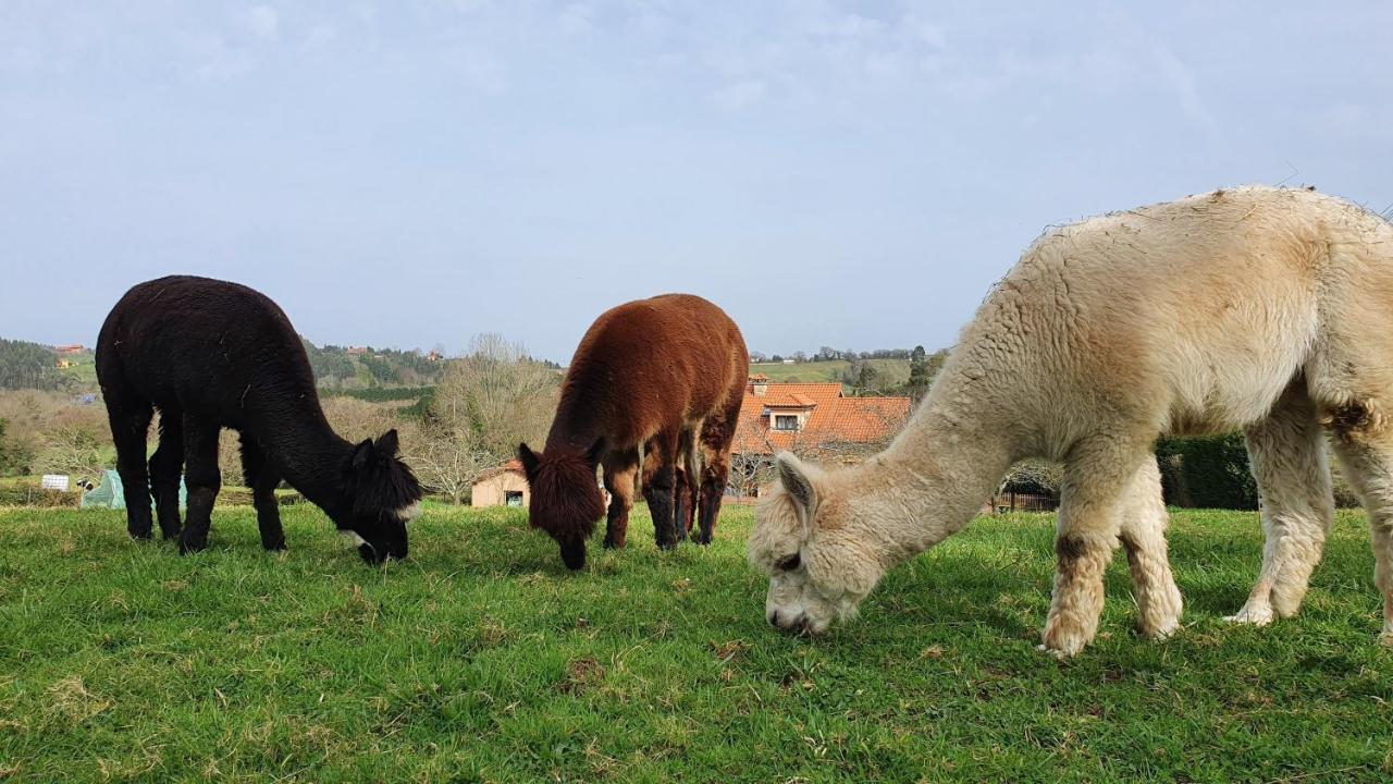 Hotel 3 Alpacas La Campa Zewnętrze zdjęcie