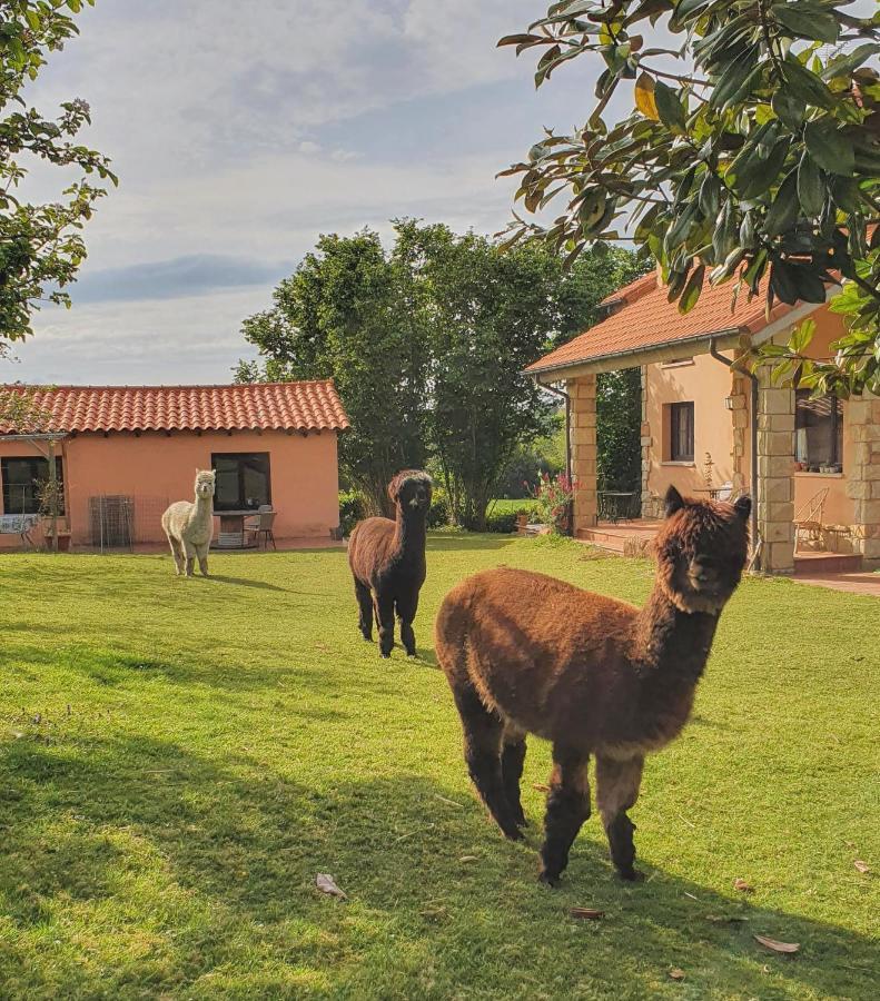 Hotel 3 Alpacas La Campa Zewnętrze zdjęcie