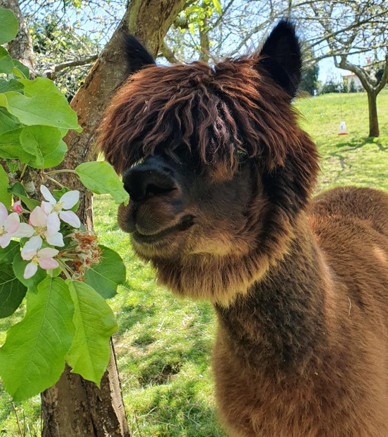 Hotel 3 Alpacas La Campa Zewnętrze zdjęcie