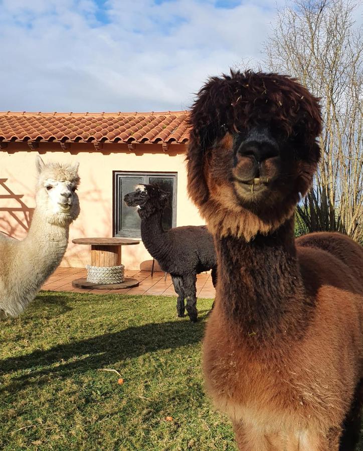 Hotel 3 Alpacas La Campa Zewnętrze zdjęcie