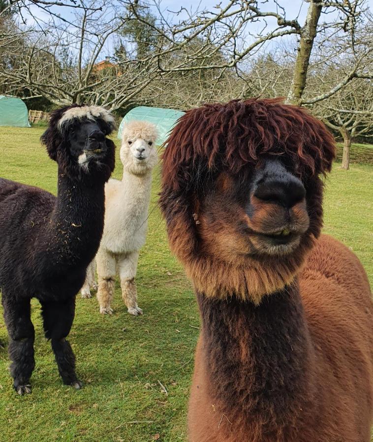 Hotel 3 Alpacas La Campa Zewnętrze zdjęcie