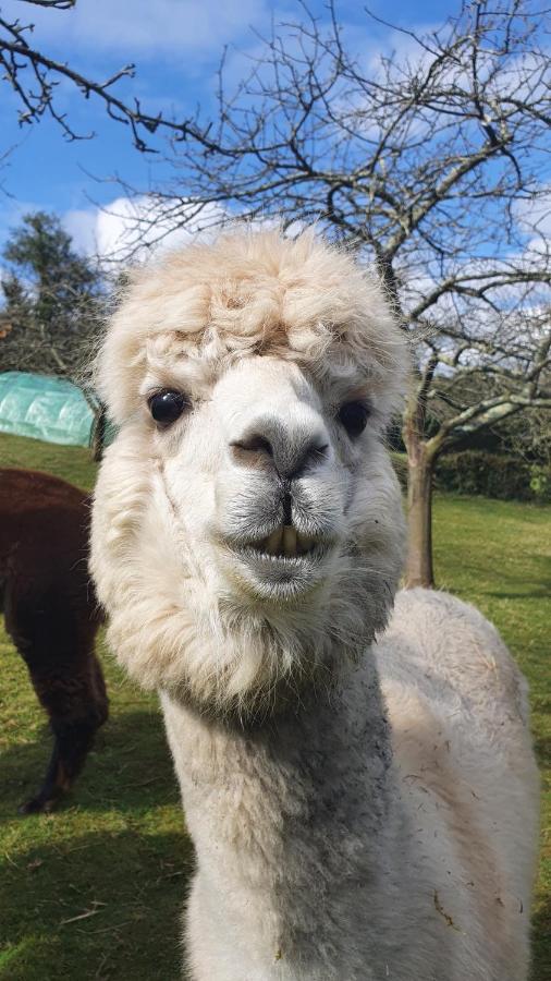 Hotel 3 Alpacas La Campa Zewnętrze zdjęcie
