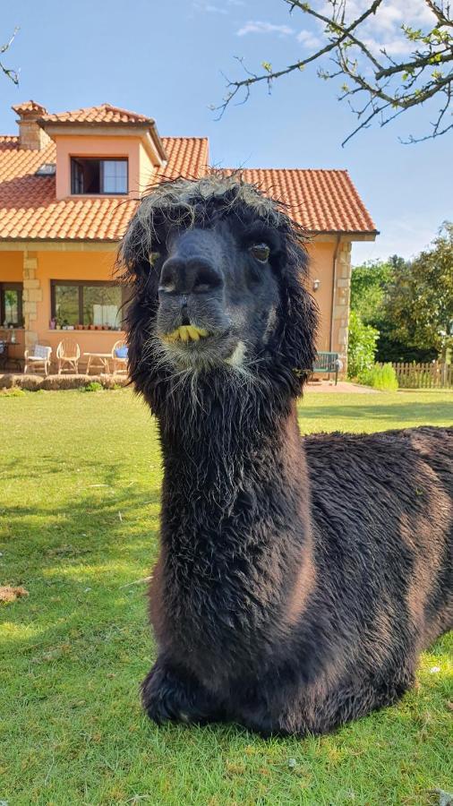 Hotel 3 Alpacas La Campa Zewnętrze zdjęcie