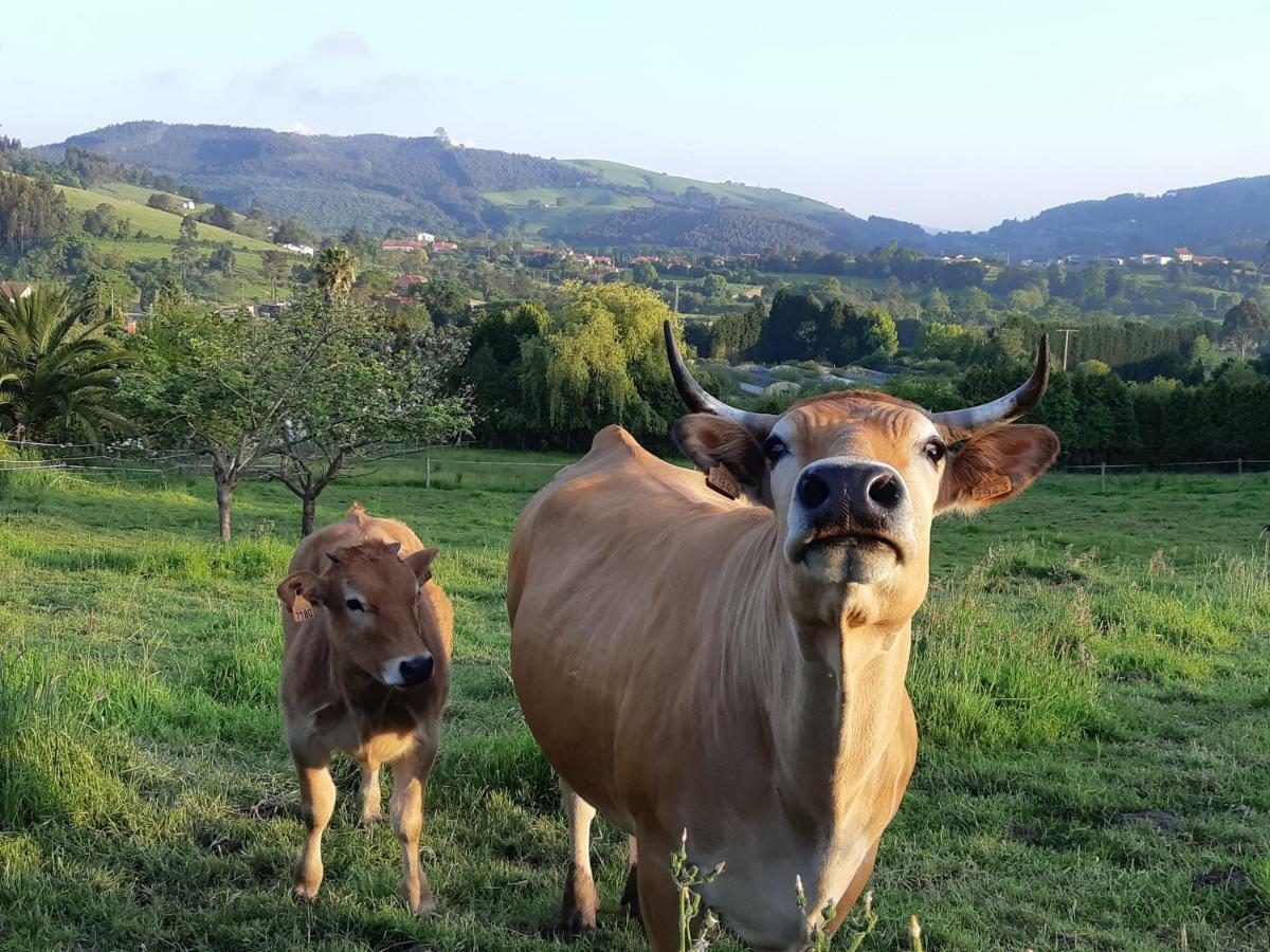Hotel 3 Alpacas La Campa Zewnętrze zdjęcie