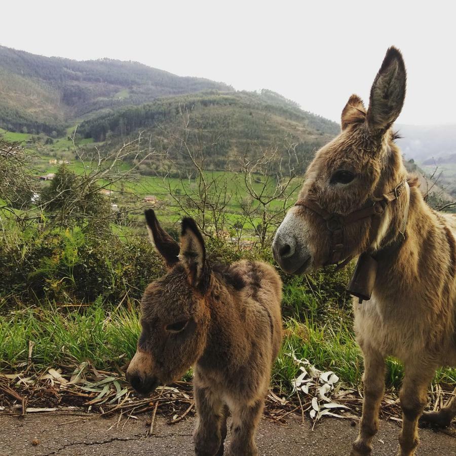 Hotel 3 Alpacas La Campa Zewnętrze zdjęcie